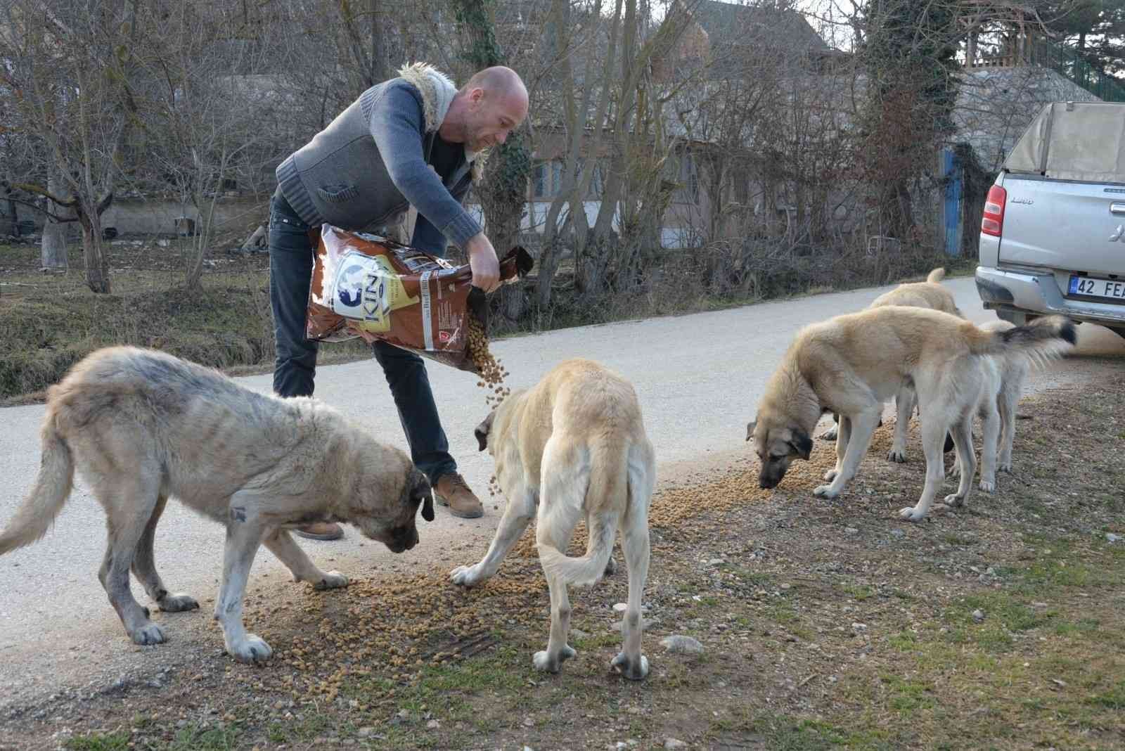 Soğuk havada sokak hayvanlarını besleme çalışmaları