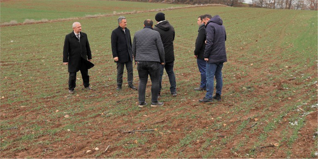 Müdür Yoldaş, buğday tarlalarını inceledi