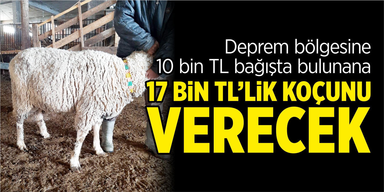 Deprem bölgesine 10 bin lira bağışta bulunana 17 bin liralık damızlık koçunu verecek