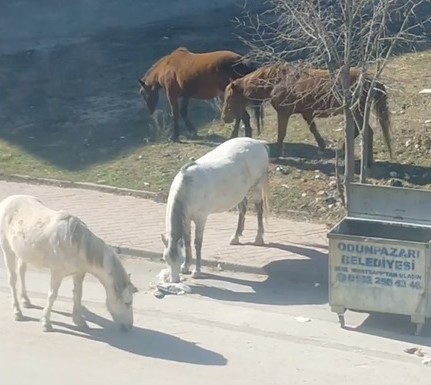 Başıboş atlar çevre rahatsızlığına neden oluyor