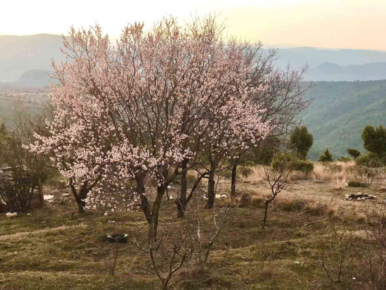 Badem ağaçları çiçek açtı