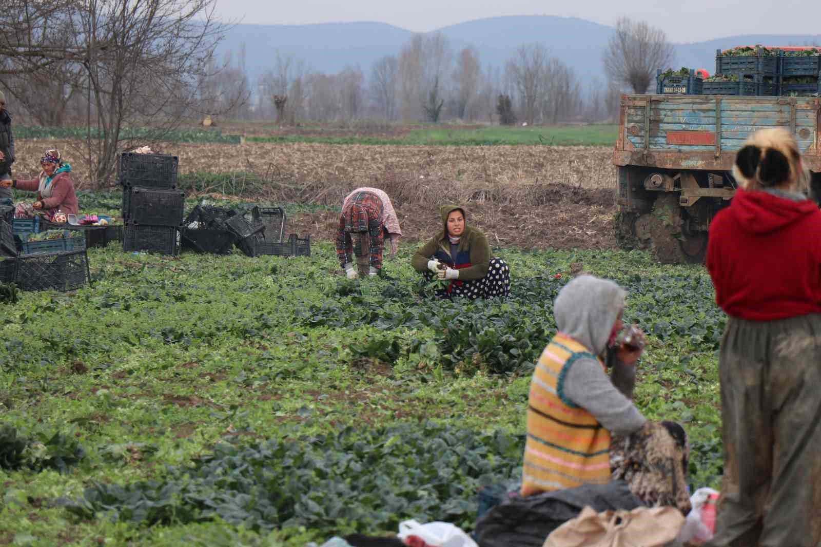 Tarlada 5, markette 10 lira