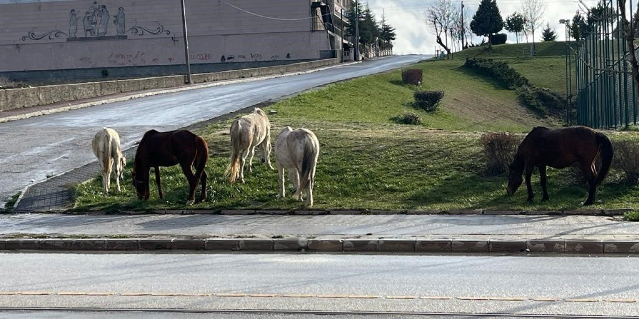 Başıboş atlar trafiği tehlikeye soktu