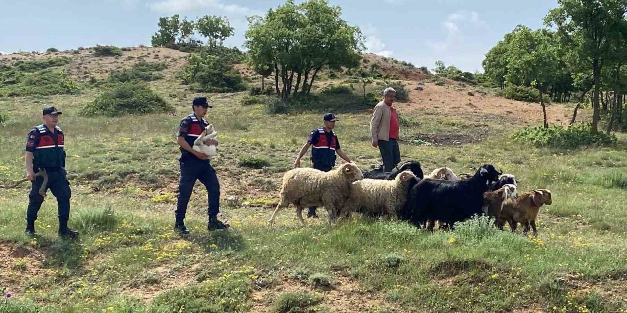 Kaybolan küçükbaş hayvanlar jandarma ekiplerince bulundu