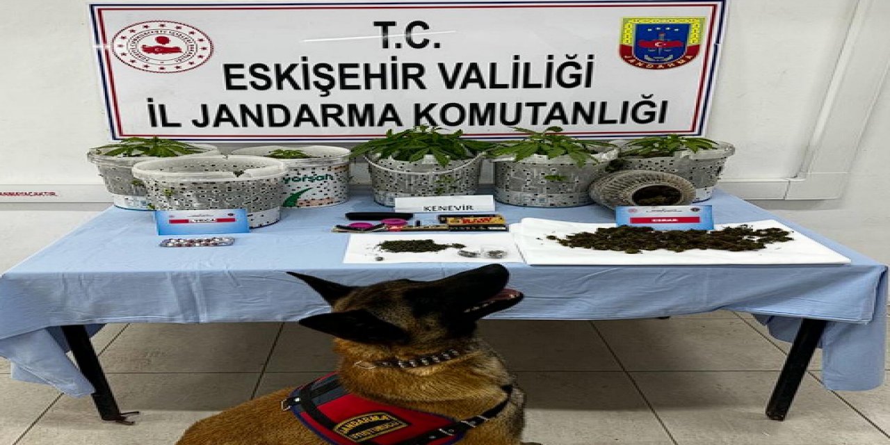 Ormanlık alanda kenevir yetiştirdiler