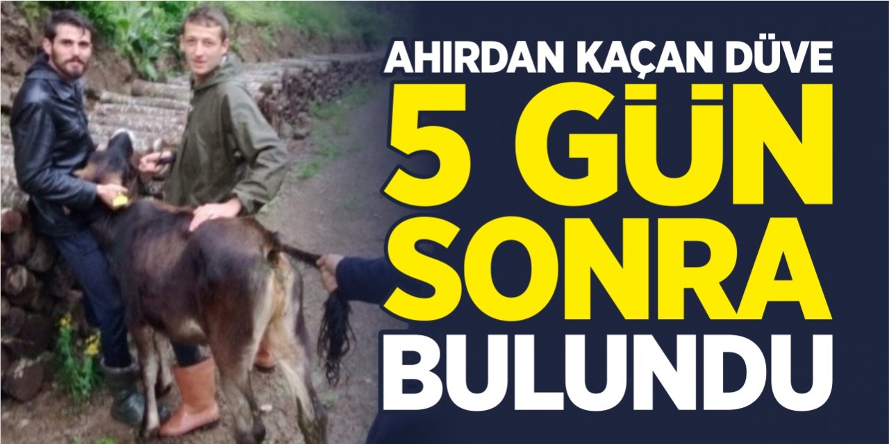 Ahırdan kaçan düve 5 gün sonra bulundu