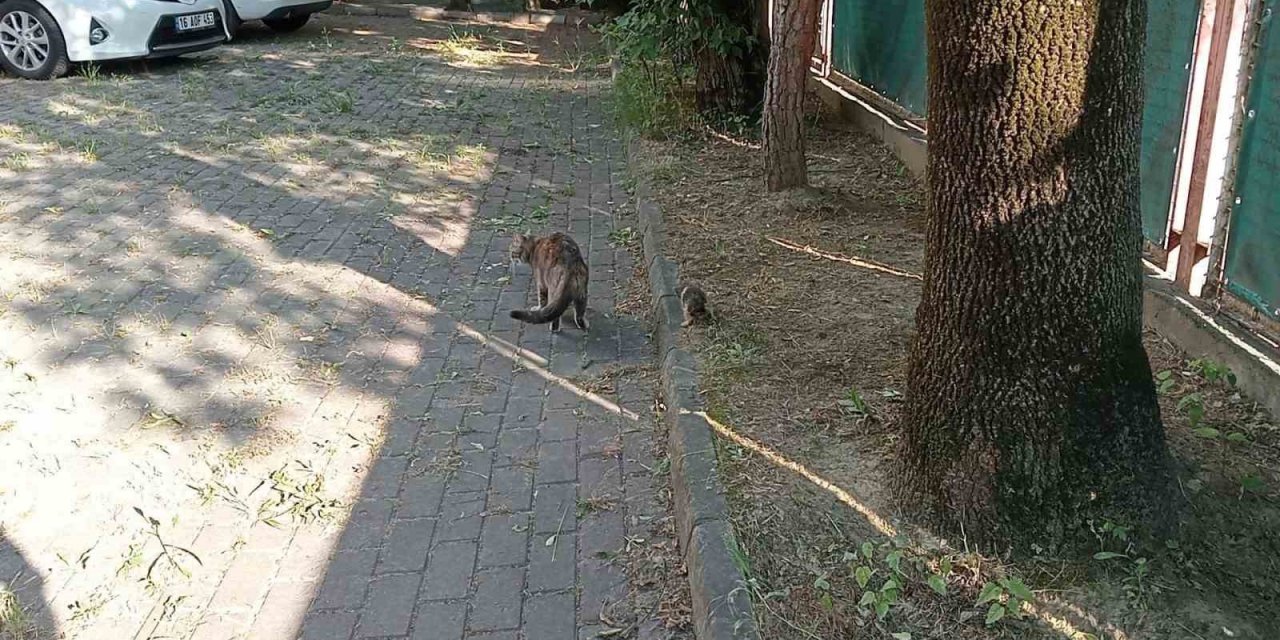 Yağmur borusuna sıkışan kedi 5 saatte kurtarıldı