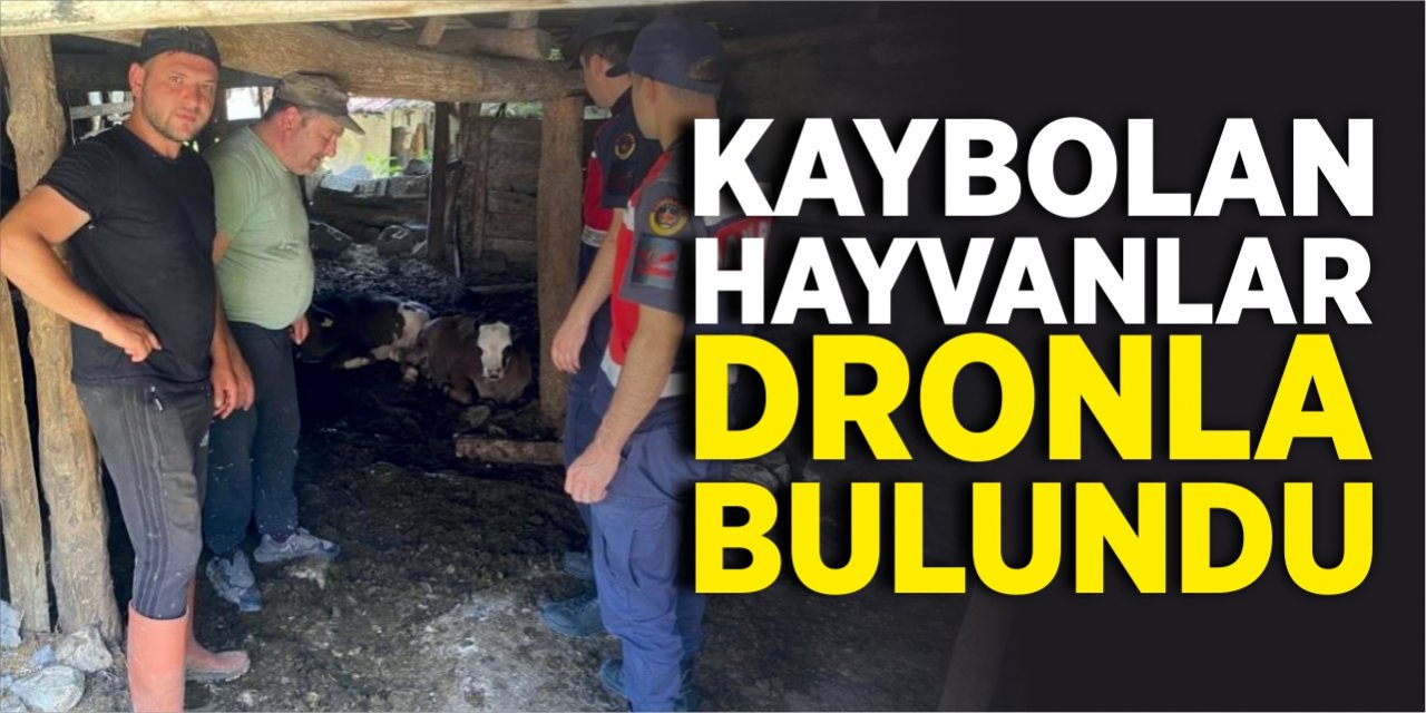 Kaybolan hayvanlar dronla bulundu