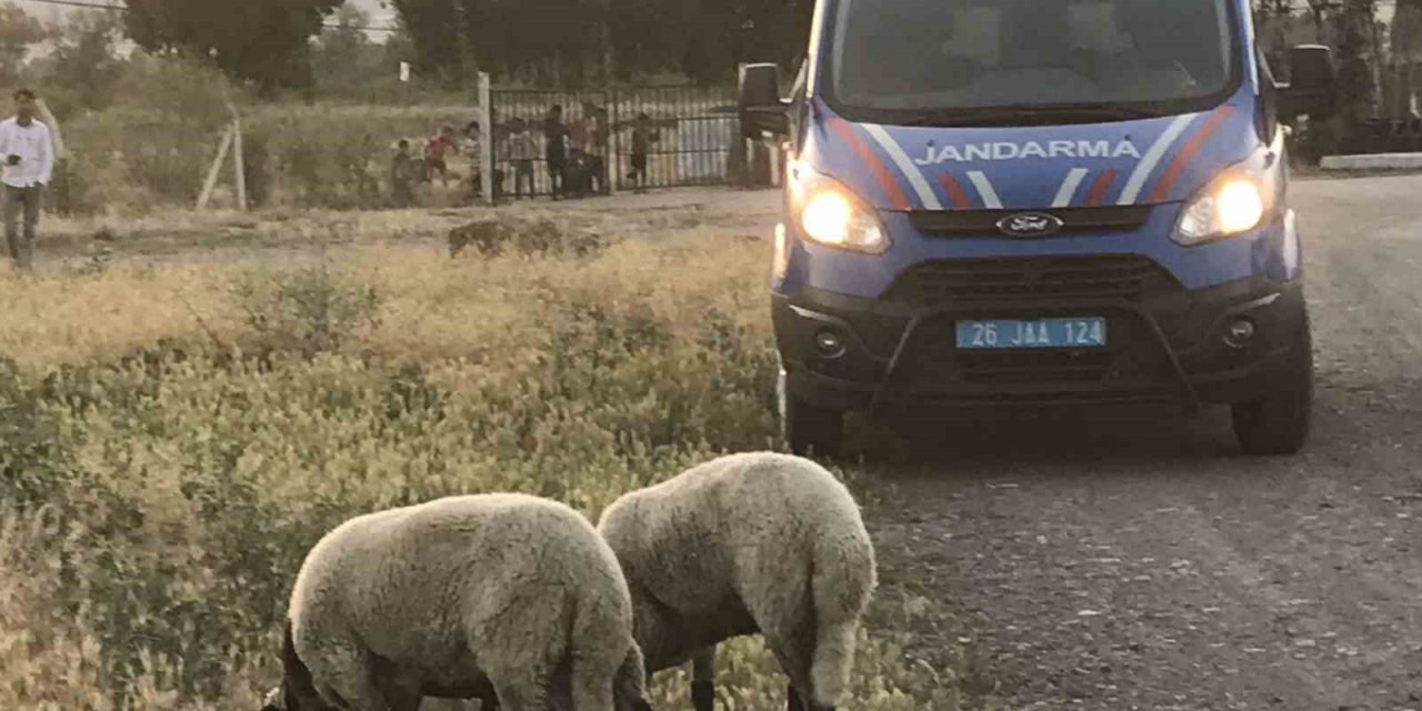 Kaybolan kurbanlık koyunları jandarma ekipleri buldu