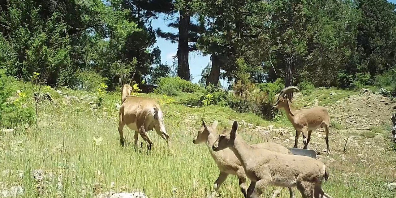 Burdur’da doğaya salınan yaban keçileri üremeye başladı