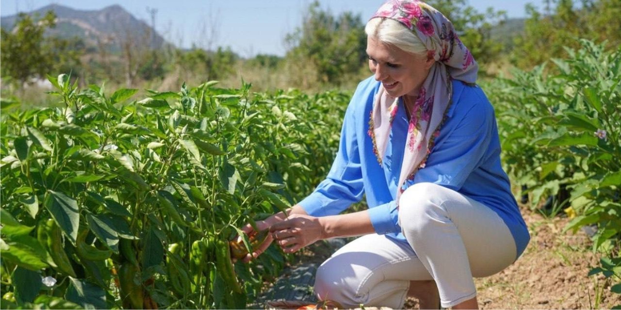 Dağıttıkları fidelerin mahsullerini elleriyle topladı