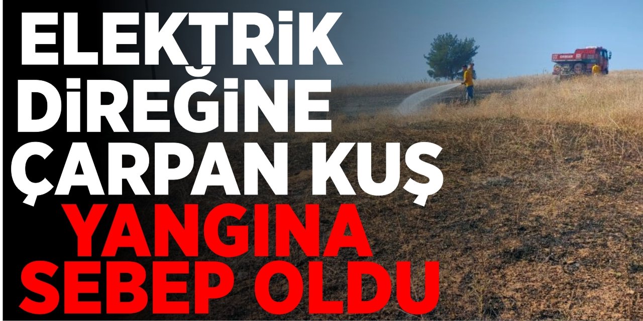 Elektrik tellerine çarpman kuş yangına sebep oldu