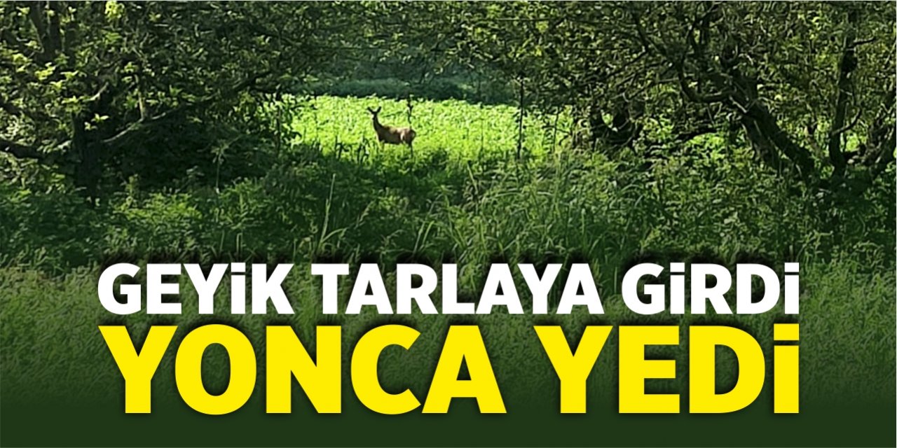 Geyik tarlaya girdi, yonca yedi