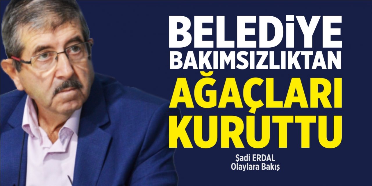 Belediye bakımsızlıktan ağaçları kuruttu