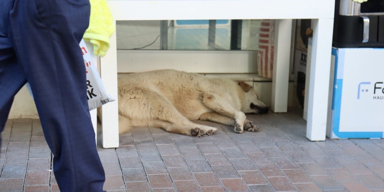 Sıcaktan Yorgun Düşen Sevimli Köpek Masa Altına Sığındı