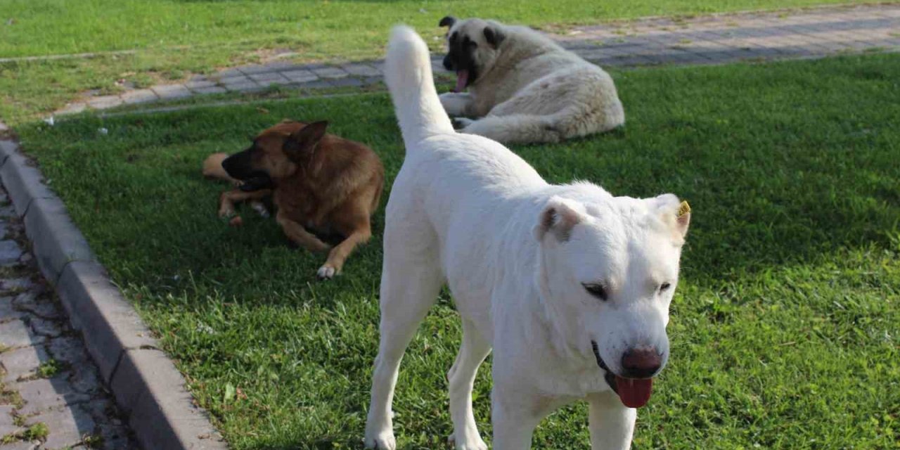 Başıboş Köpek Sorunu Mahalle Halkını İsyan Ettirdi