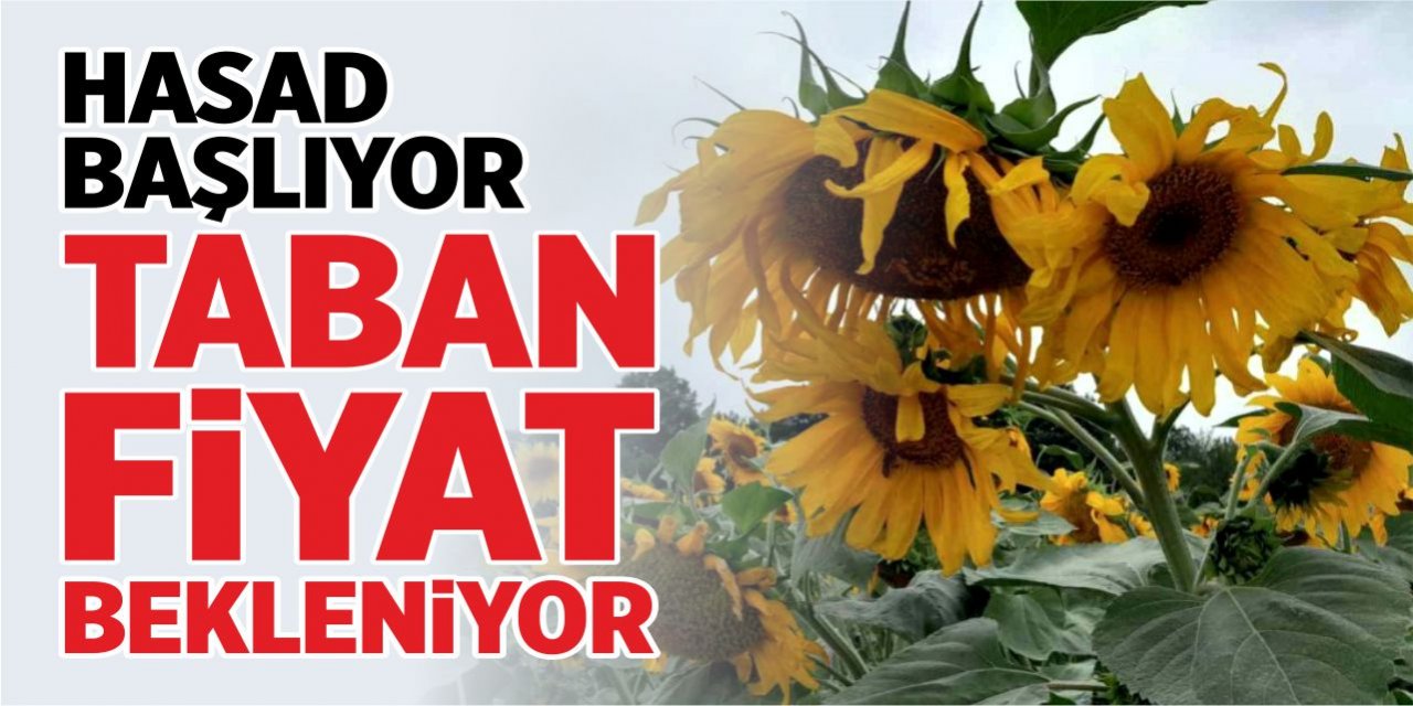 Ayçiçeği hasadı başlıyor! Taban fiyat bekleniyor