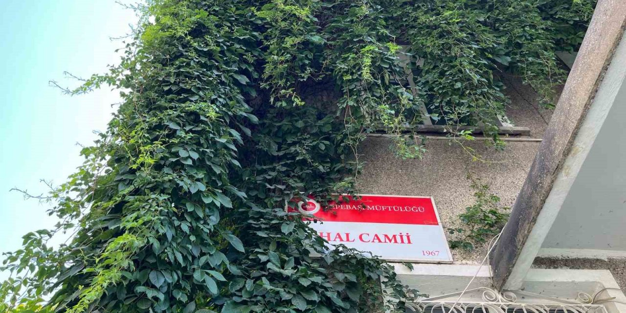 Sarmaşıkla Sarılı Cami Kuşlara Yuva Oluyor