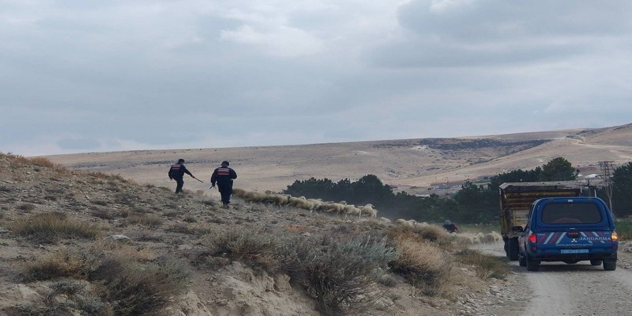 Kaybolan Küçükbaş Hayvanları Jandarma Buldu