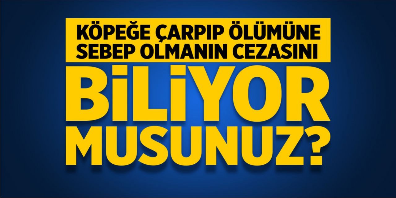 Köpeğe çarpıp ölümüne sebep olmanın cezasını biliyor musunuz?