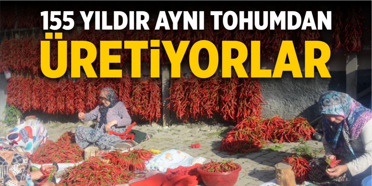 155 yıldır aynı tohumdan acı kırmızıbiber üretiyorlar