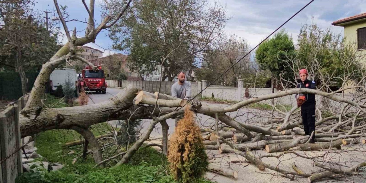 Şiddetli Rüzgar Ağacı Devirdi