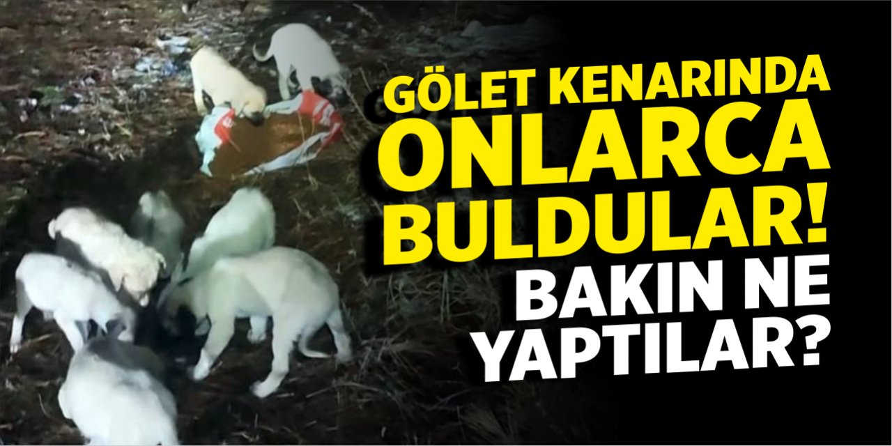 Gölet kenarında onlarca buldular!