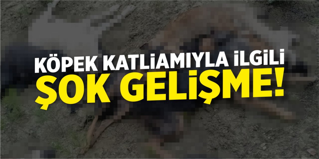 Köpek Katliamında Şok Gelişme