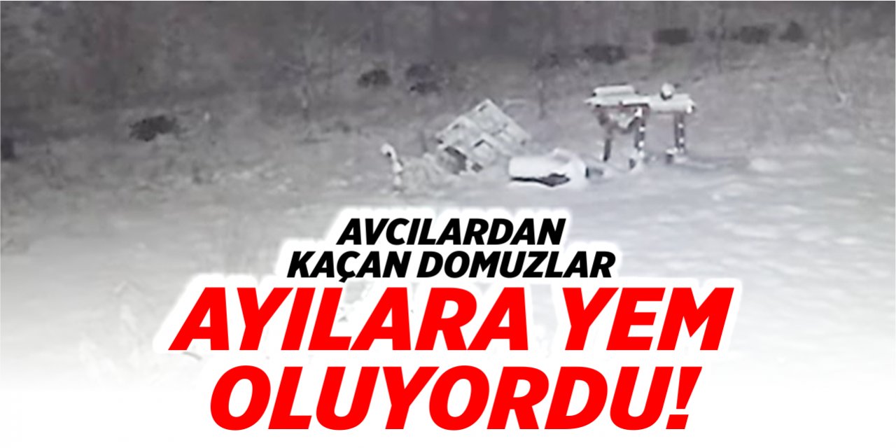 Avcılardan kaçan domuzlar ayılara yem oluyordu