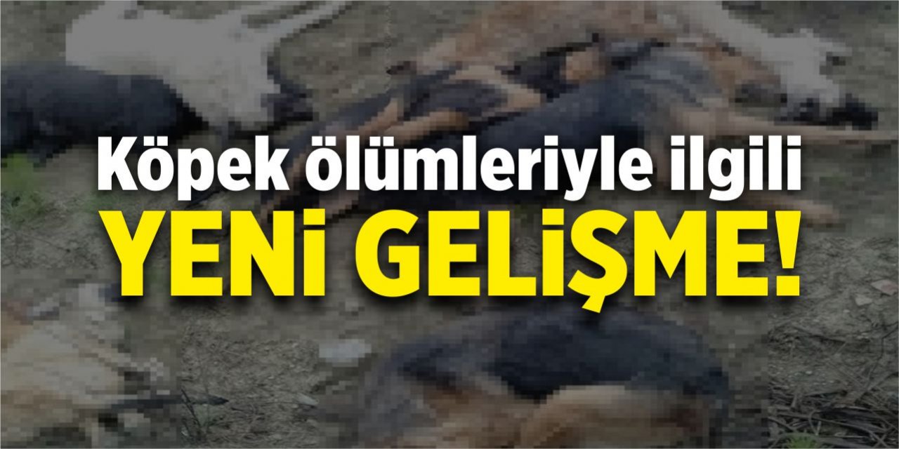 Köpek ölümleriyle ilgili yeni gelişme!