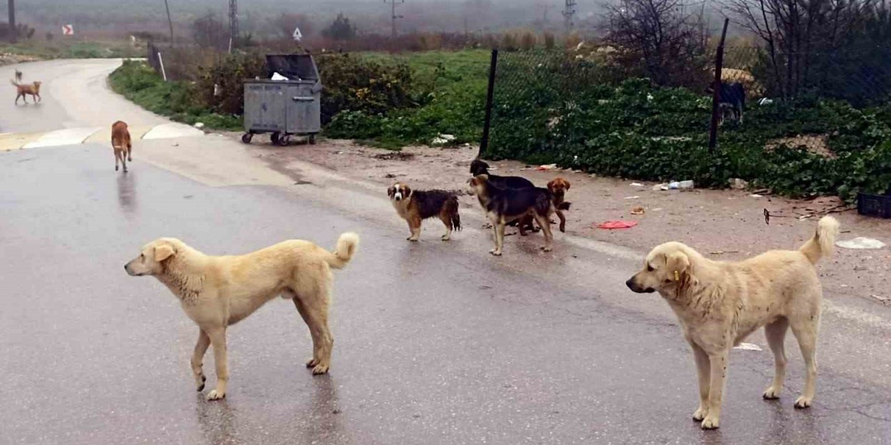 Köpekler Ölüyor, İnsanlar Korkuyor