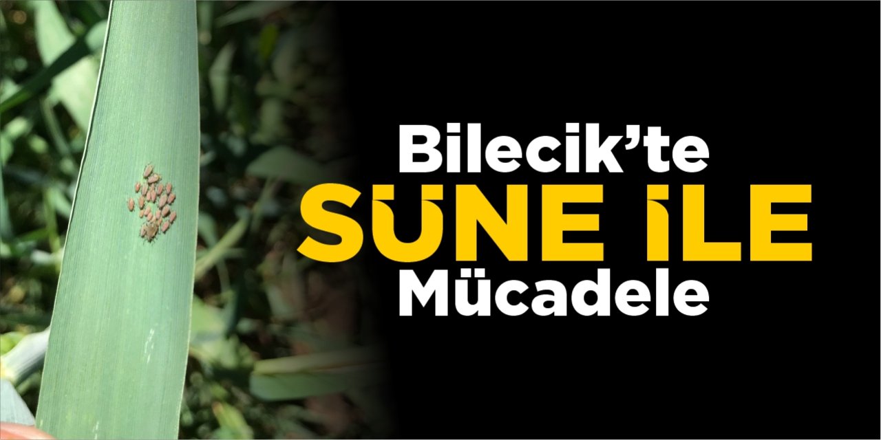 Bilecik’te süne ile mücadele