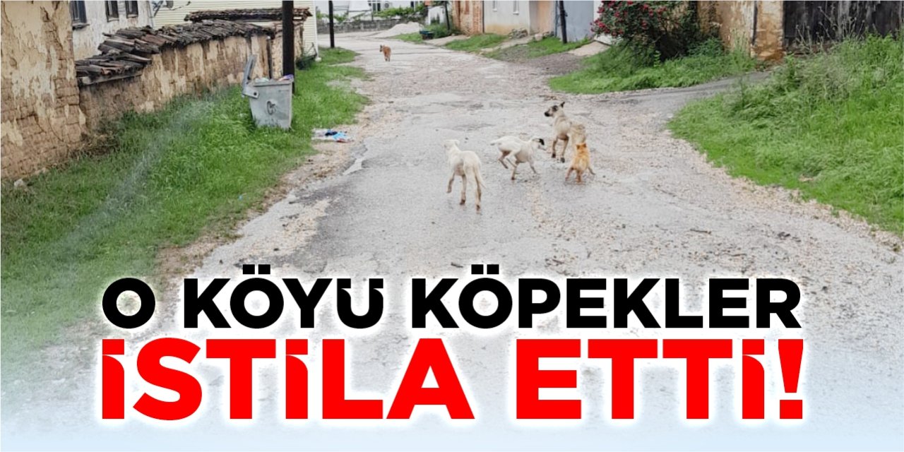 O köyü köpekler istila etti!