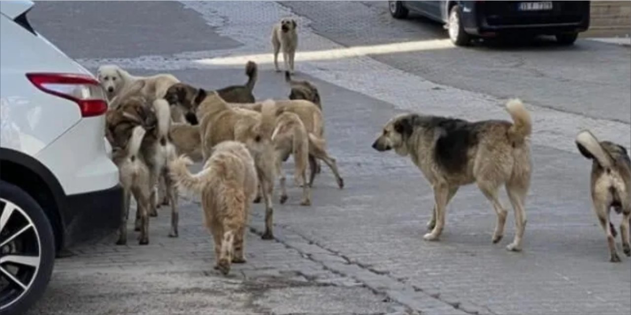 Köpek sürüsünden kaçmaya çalışan yaşlı kadın hastanelik oldu