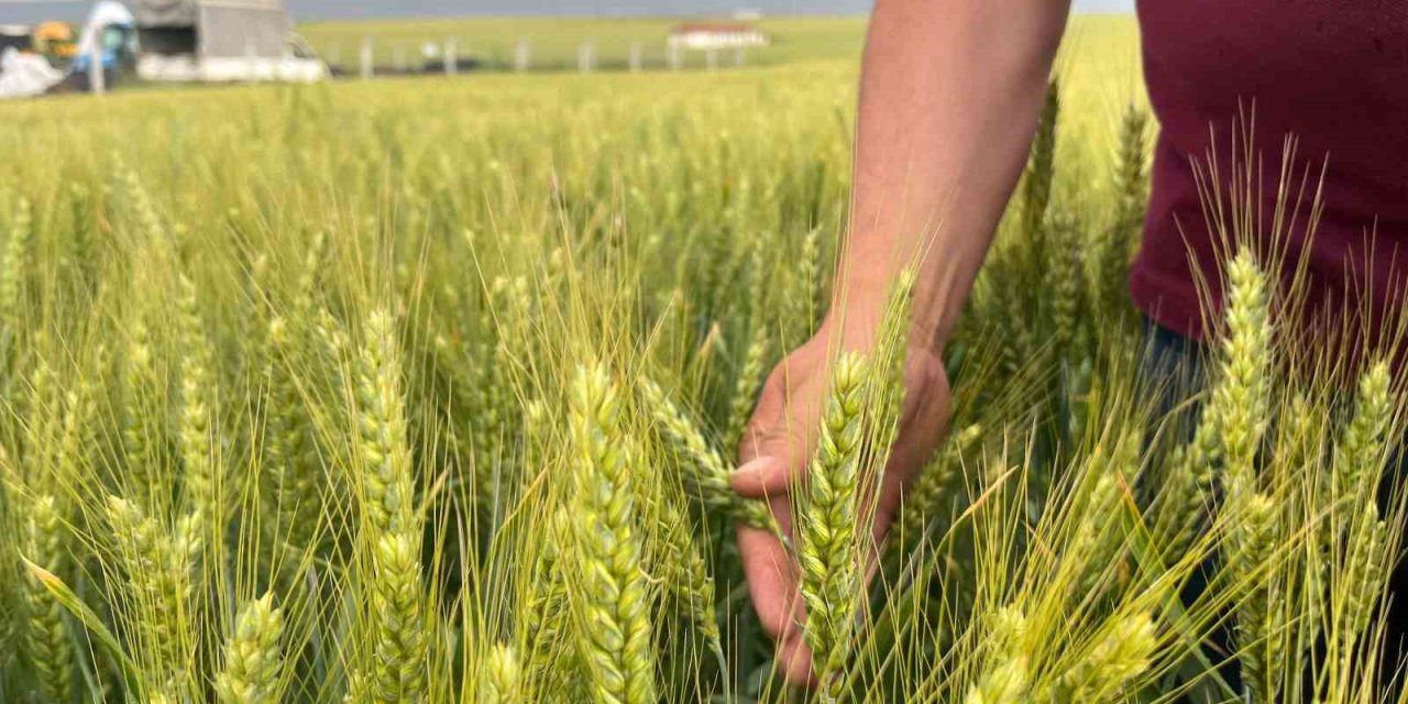 Çiftçinin 1 Kilogram Buğdayı 1 Ekmek Etmiyor