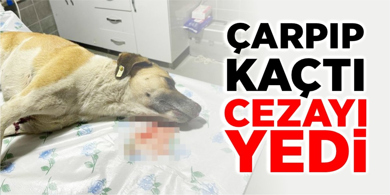 Köpeğe çarpıp kaçan sürücüye ceza!