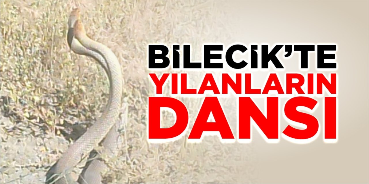 Bilecik'te yılanların dansı