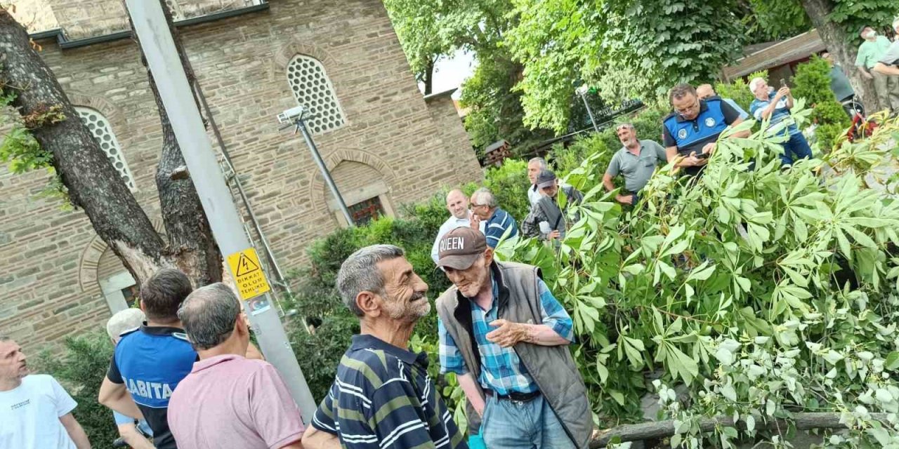 Bayram Alışverişi Yapanların Üzerine Ağaç Devrildi