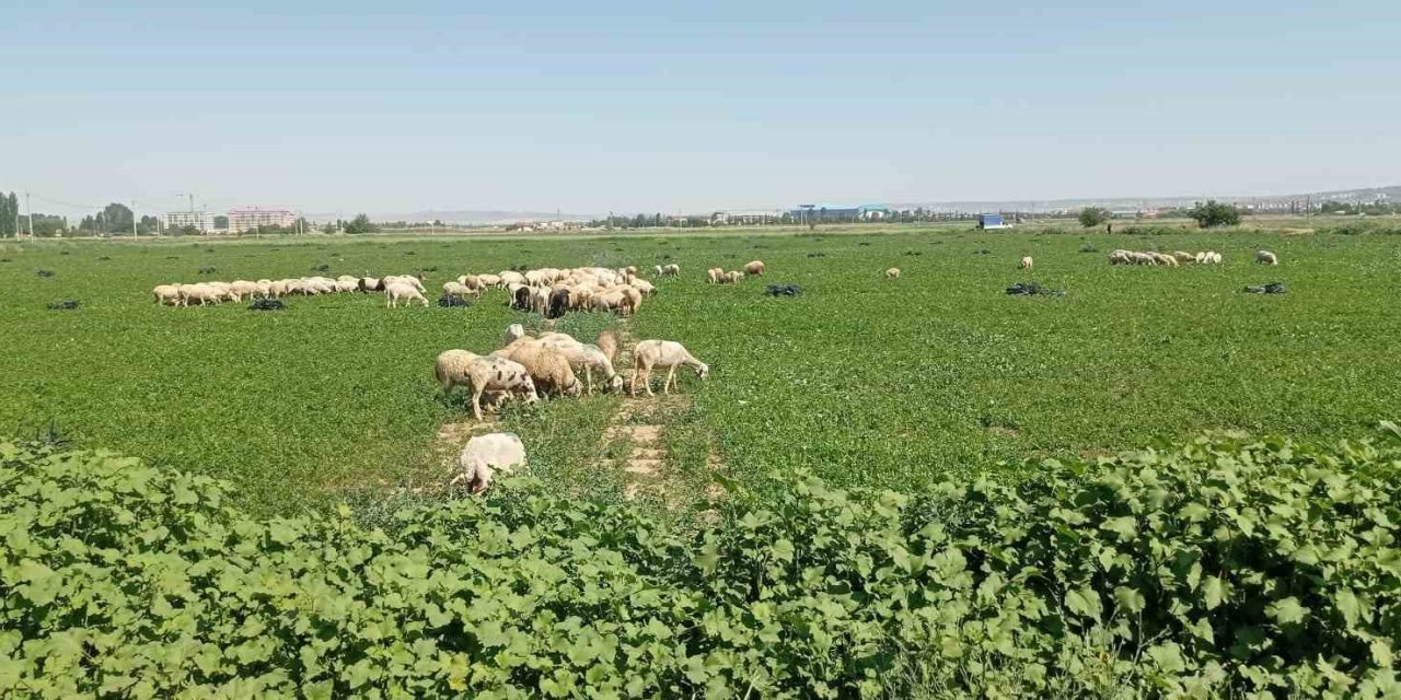 Çiftçiler Satamadıkları Maydanozu Koyunlara Yedirdi