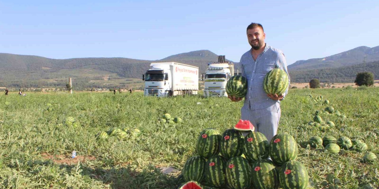 Osmaneli'nde karpuz hasadı