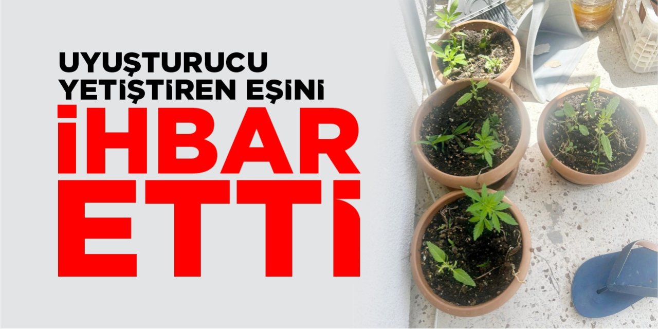 Uyuşturucu yetiştiren eşini ihbar etti!