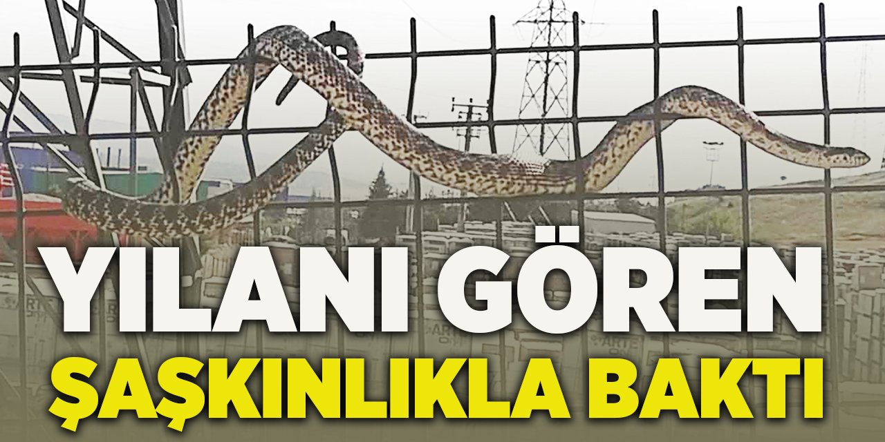 Yılanı Gören Şaşkınlıkla Baktı