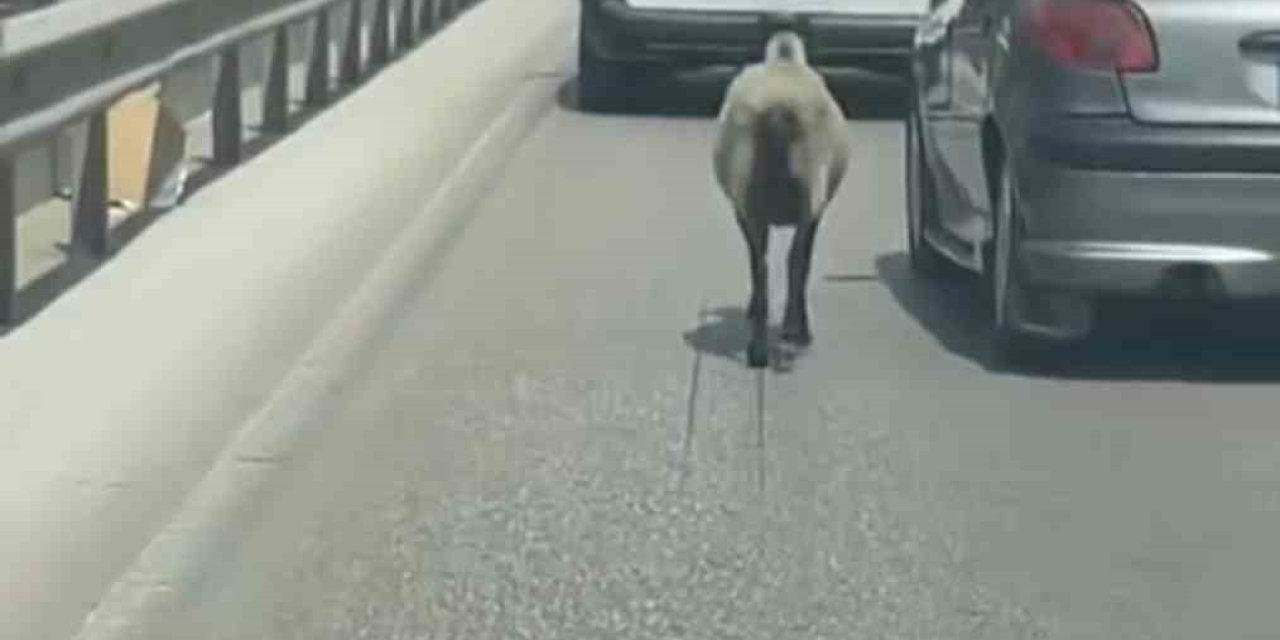 Bursa’da Firar Eden Koyun, Trafiği Alt Üst Etti