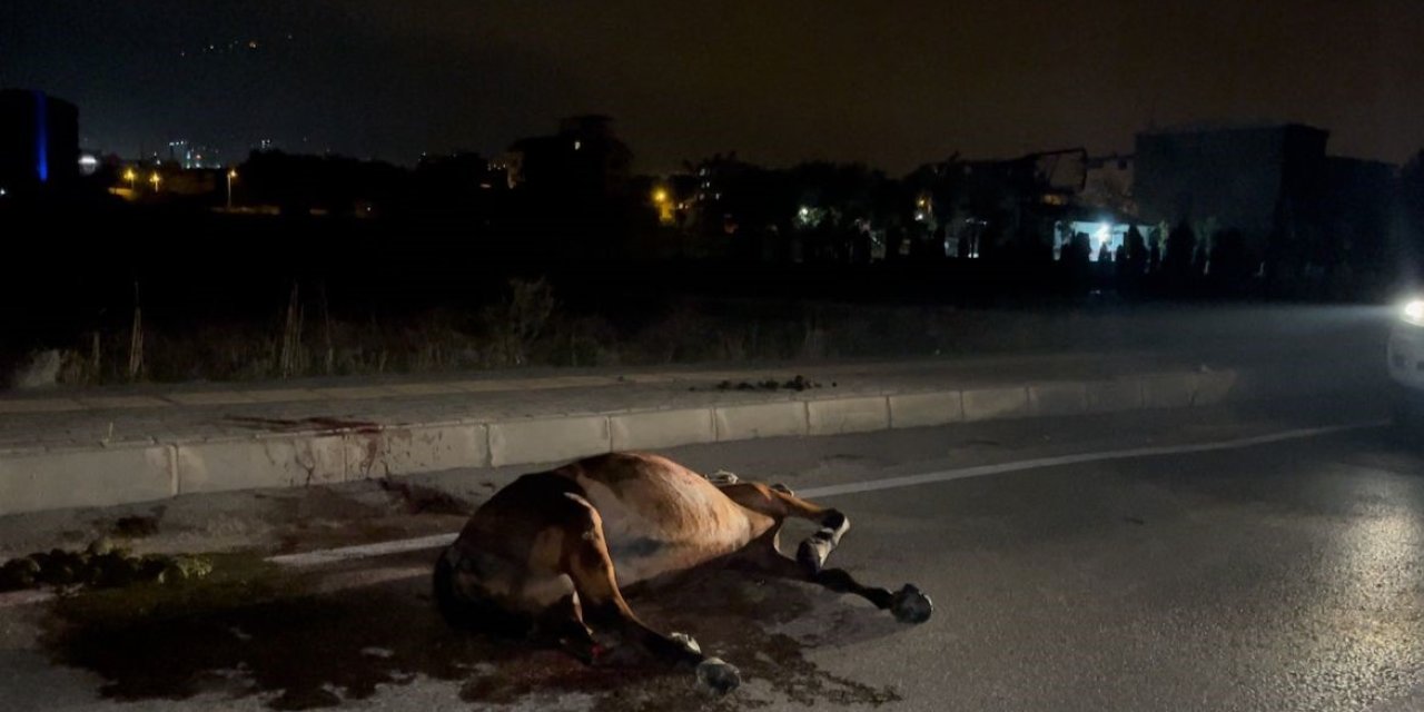 Başıboş Ata Çarpıp Kaçtı, Arkasına Bile Bakmadı