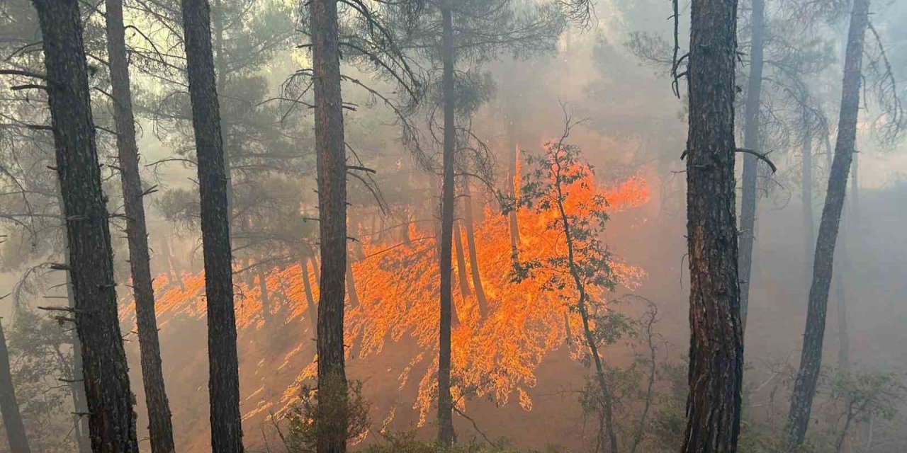 Orman Yangını Korkuttu