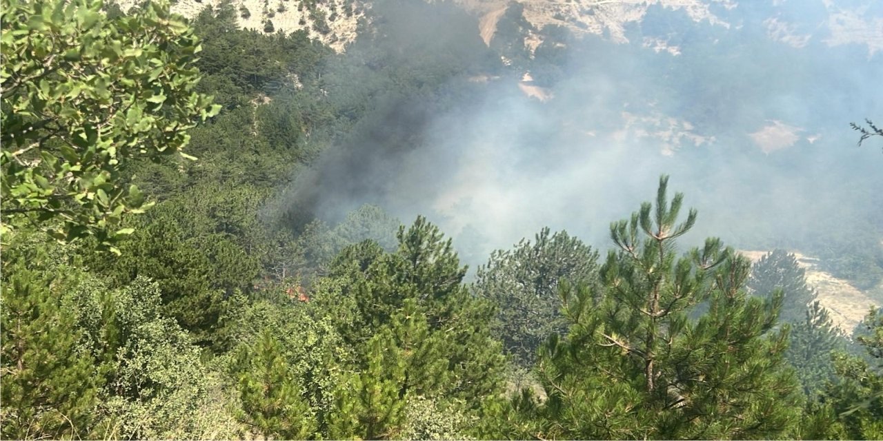 Yenipazar'da orman yangını