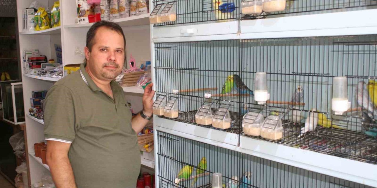 Evde beslenen muhabbet kuşları hava akımına bırakılmamalı