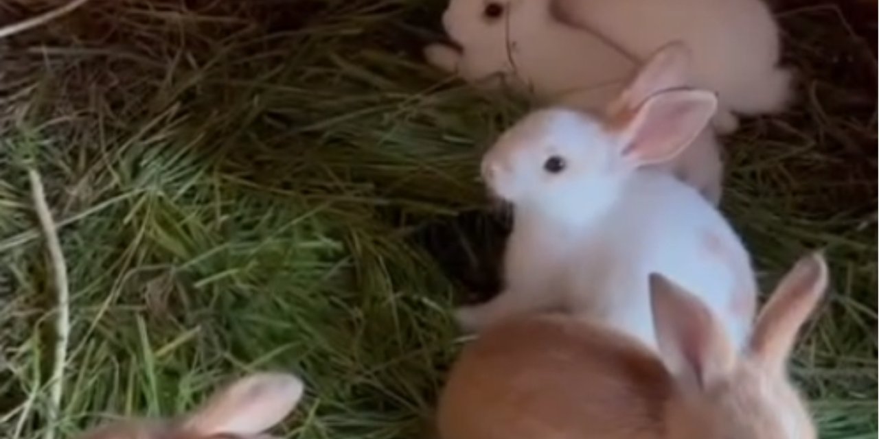 Yavru tavşanlar doğaya salındı
