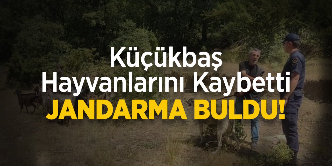 Küçükbaş hayvanlarını kaybetti: JANDARMA BULDU!