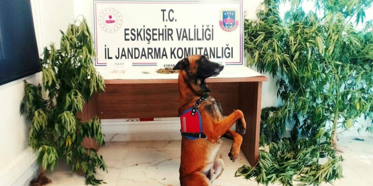 Kenevir Bitkisi Yetiştiren Şahsa Operasyon